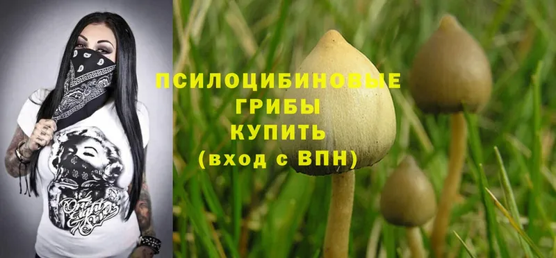 Галлюциногенные грибы Cubensis  Нягань 